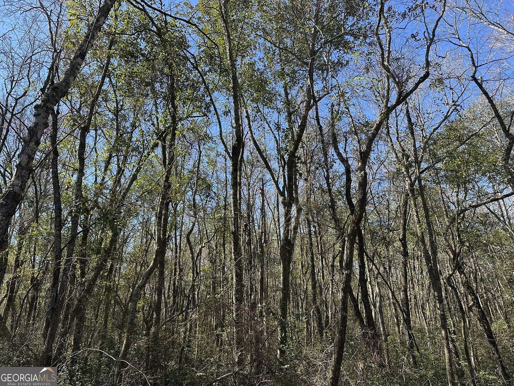 95 Acres of Recreational Land & Farm for Sale in Butler, Georgia