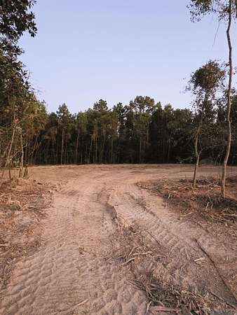 2 Acres of Residential Land for Sale in Livingston, Louisiana