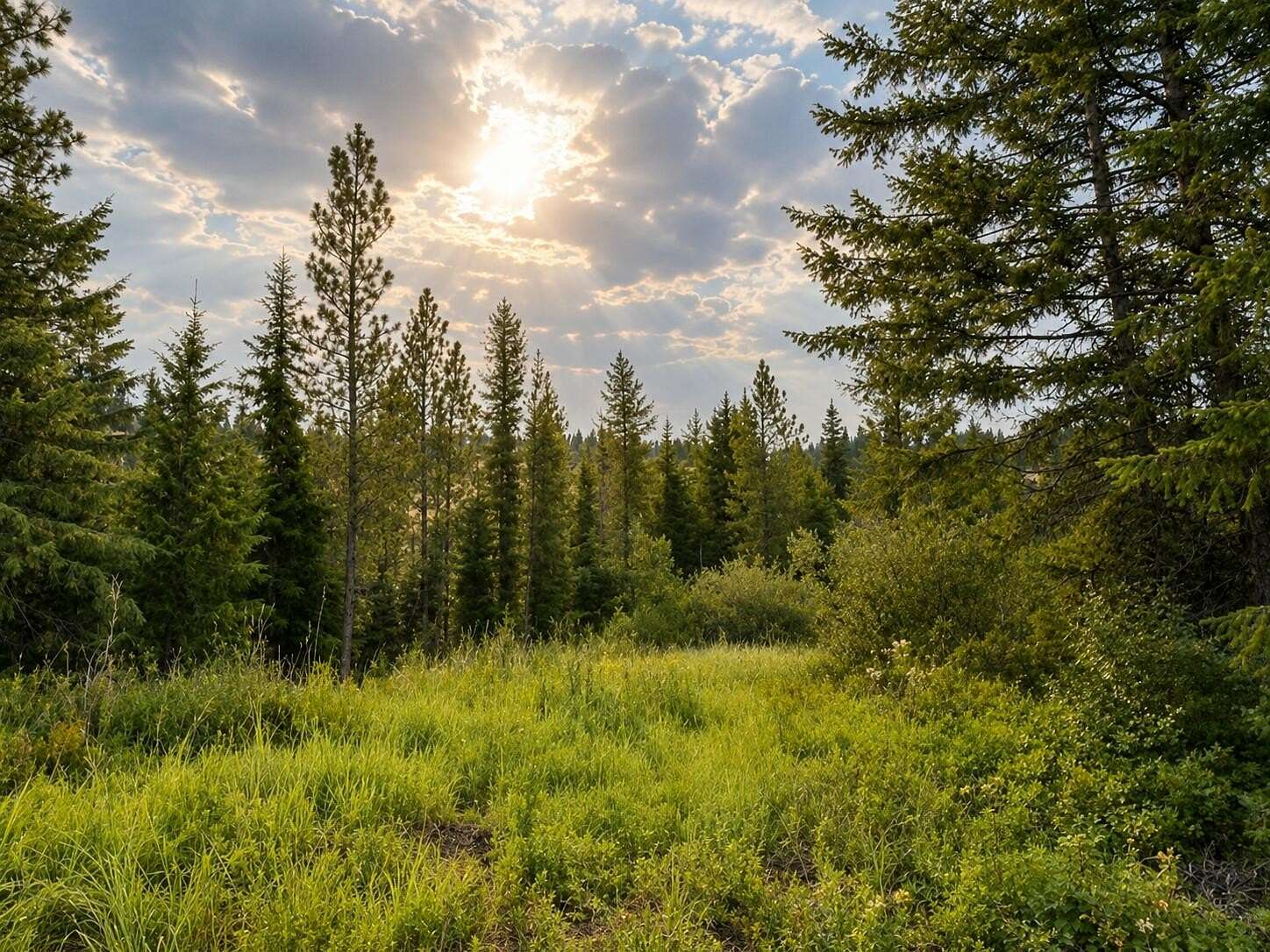 20 Acres of Recreational & Residential Land for Sale in Inchelium, Washington