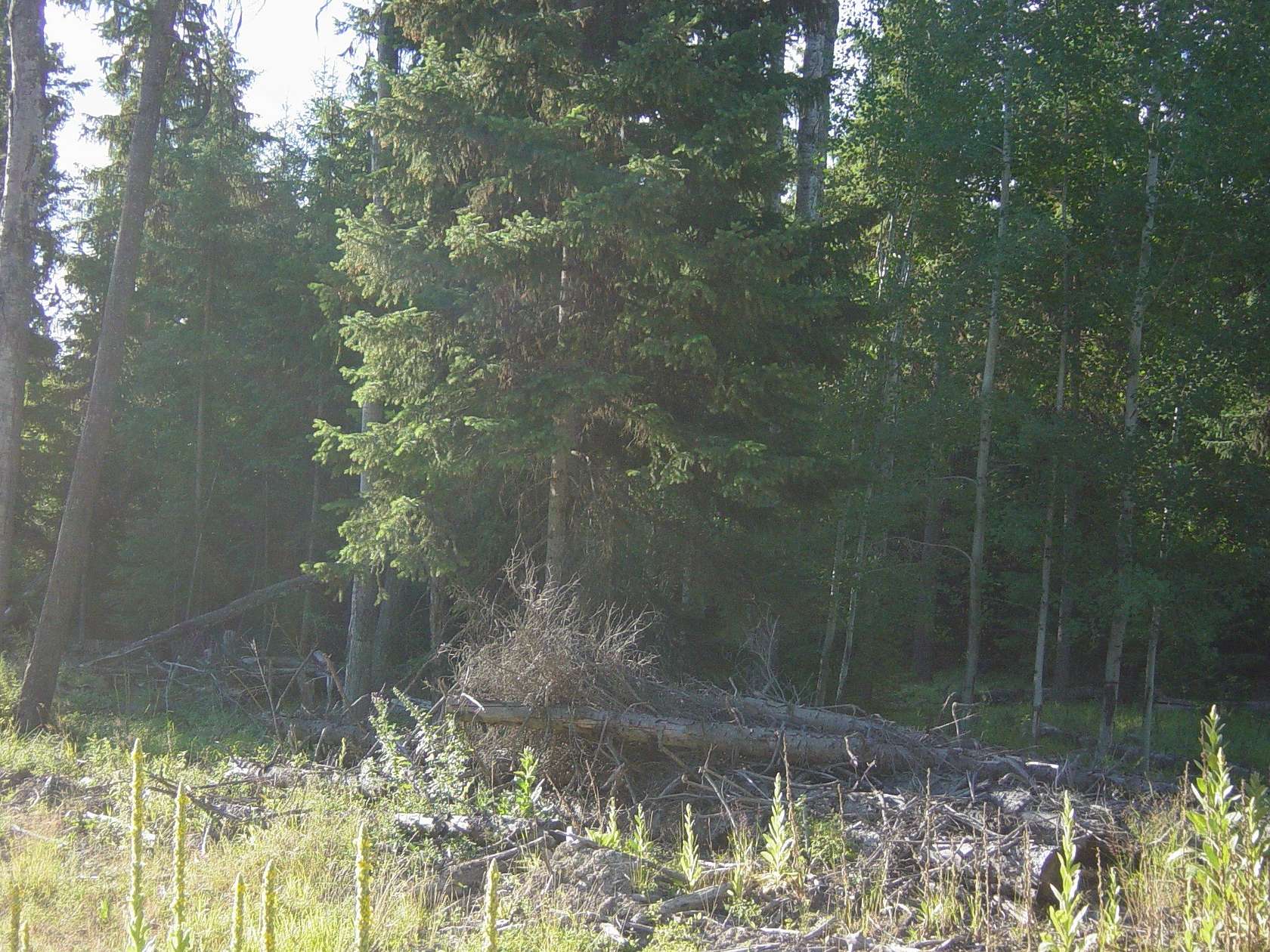 5 Acres of Land for Sale in Libby, Montana