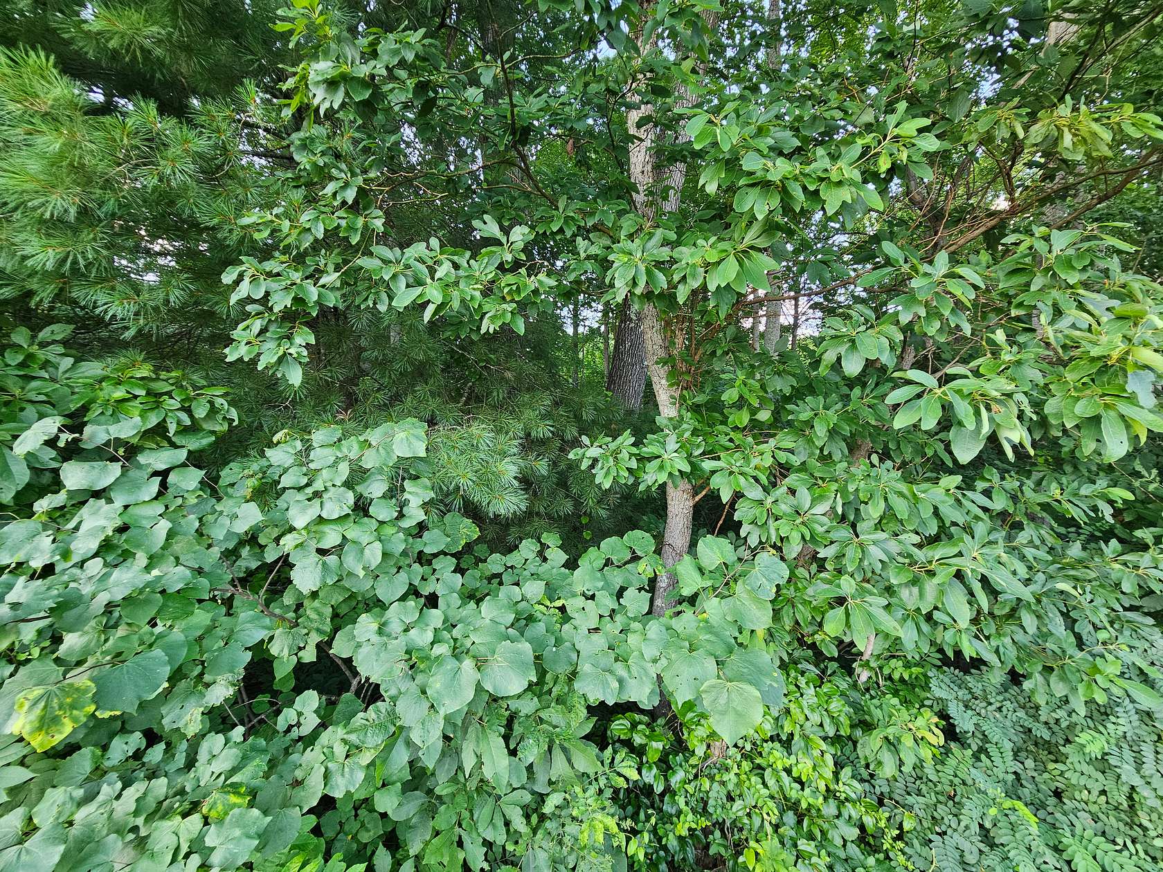 1 Acre of Land for Sale in Bristol, Virginia