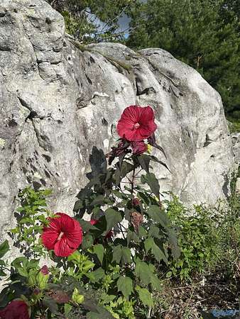 2 Acres of Residential Land for Sale in Mentone, Alabama