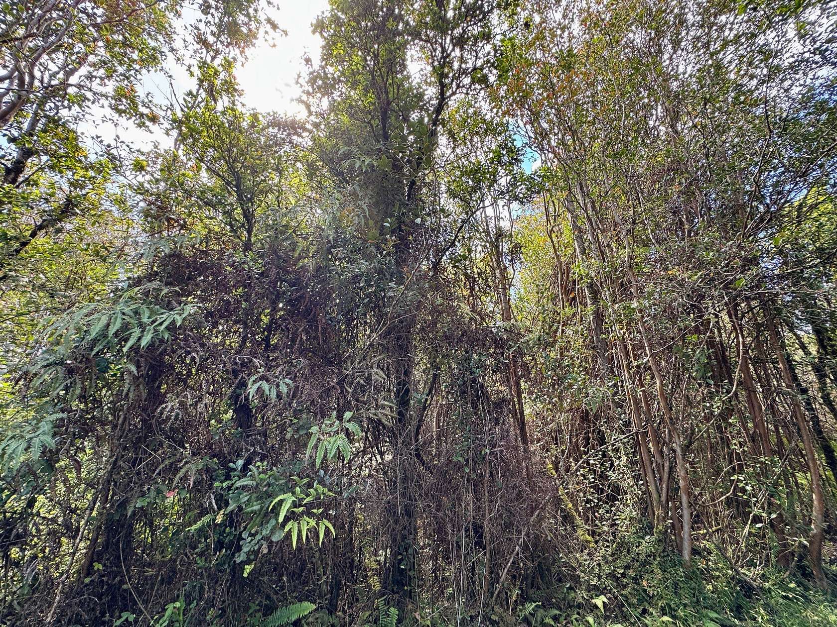 0.28 Acres of Land for Sale in Volcano, Hawaii