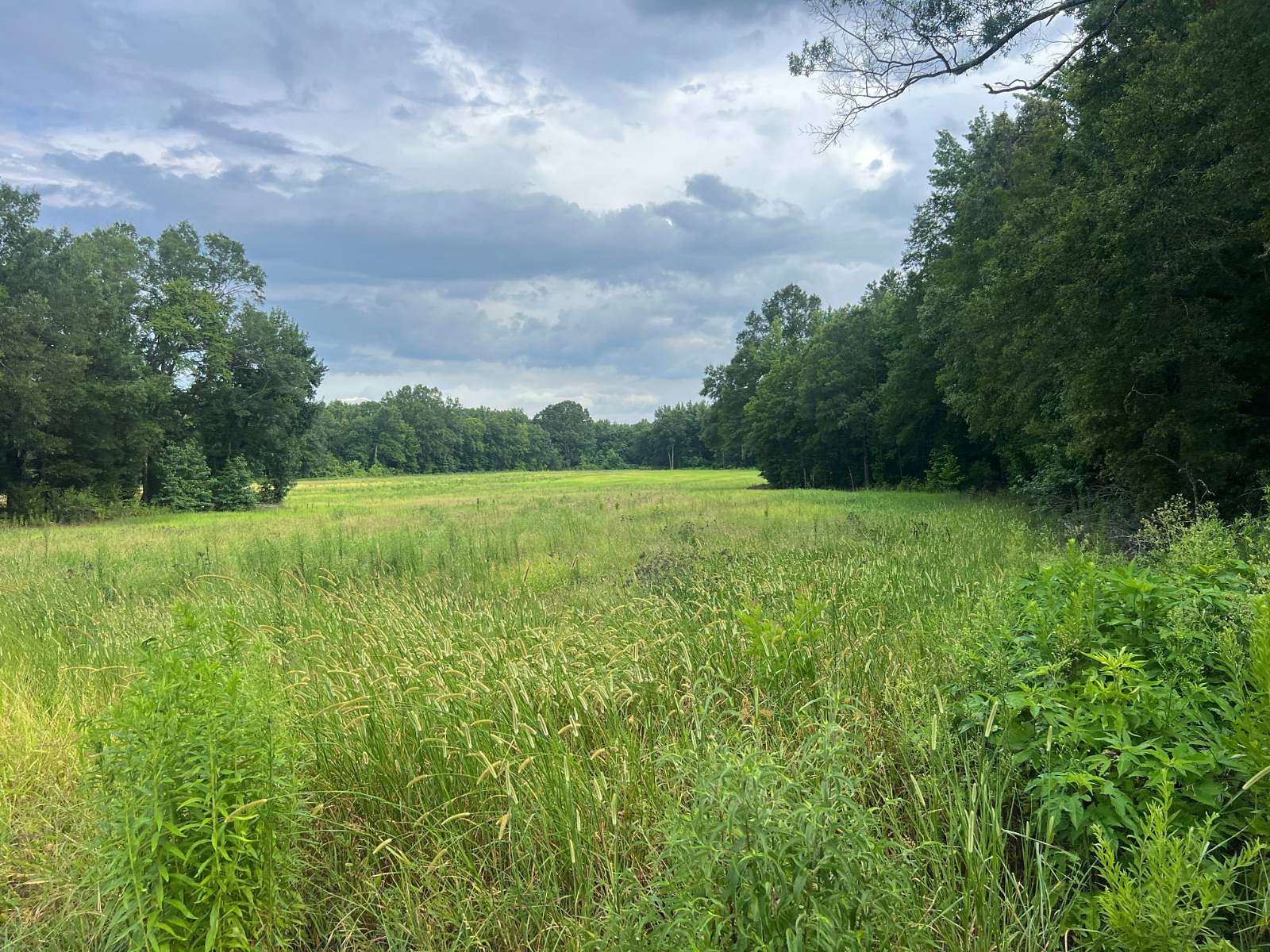 60 Acres of Recreational Land for Sale in Youngs, Mississippi