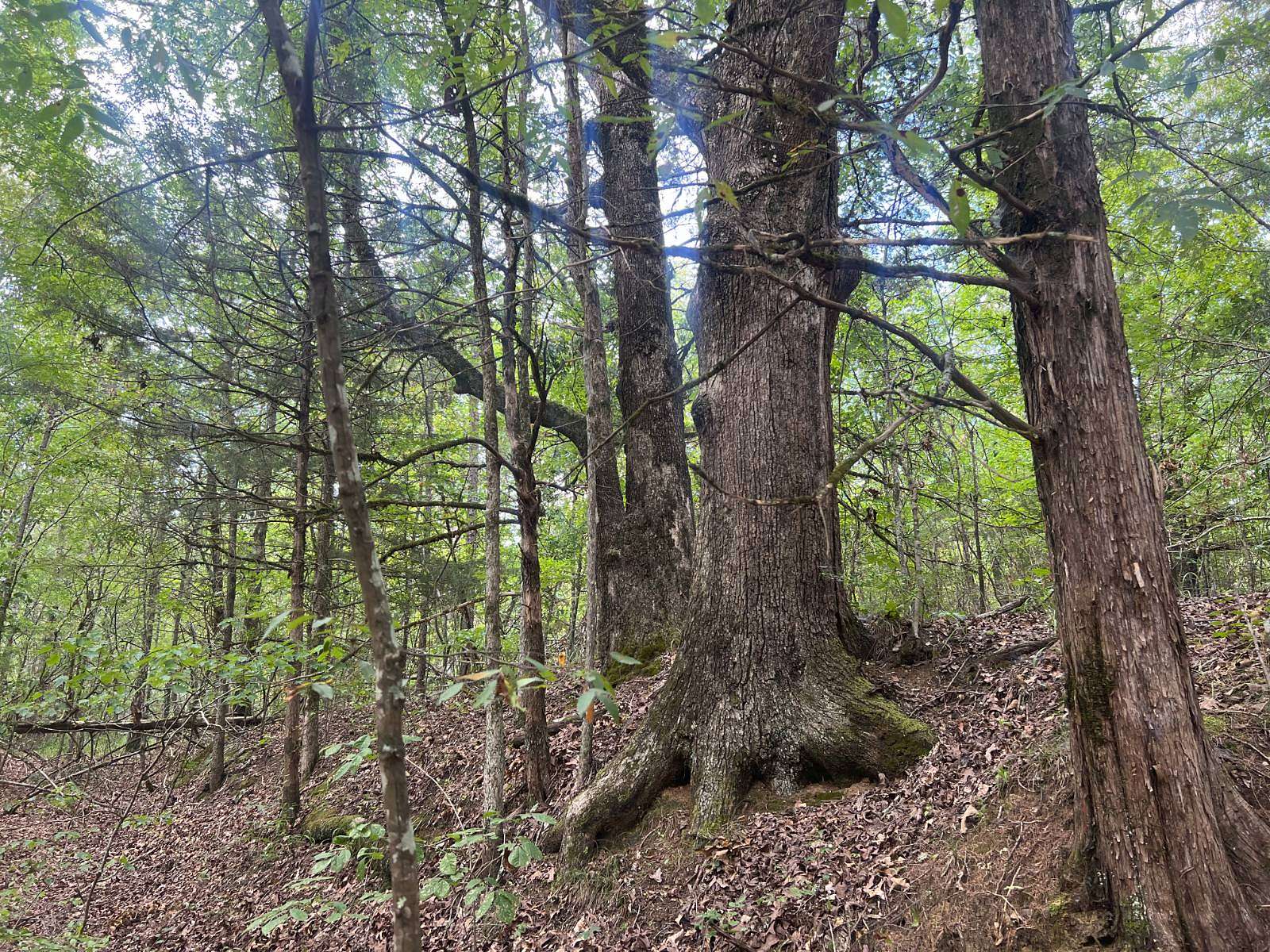 60 Acres of Recreational Land for Sale in Youngs, Mississippi