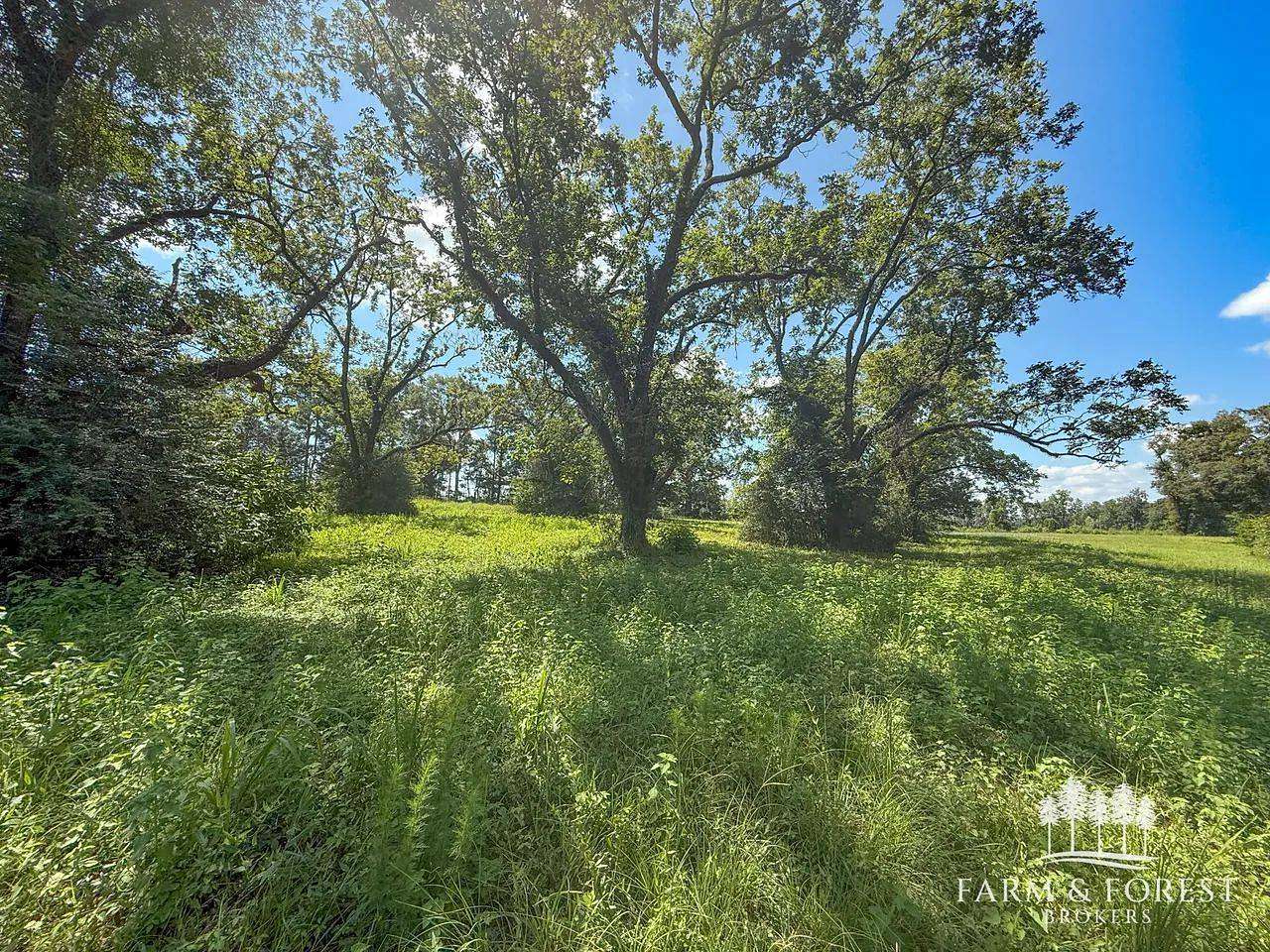 17 Acres of Land for Sale in Jack, Alabama