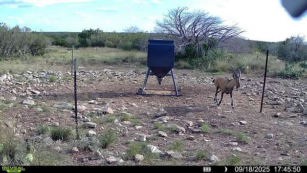 106 Acres of Recreational Land for Sale in Del Rio, Texas