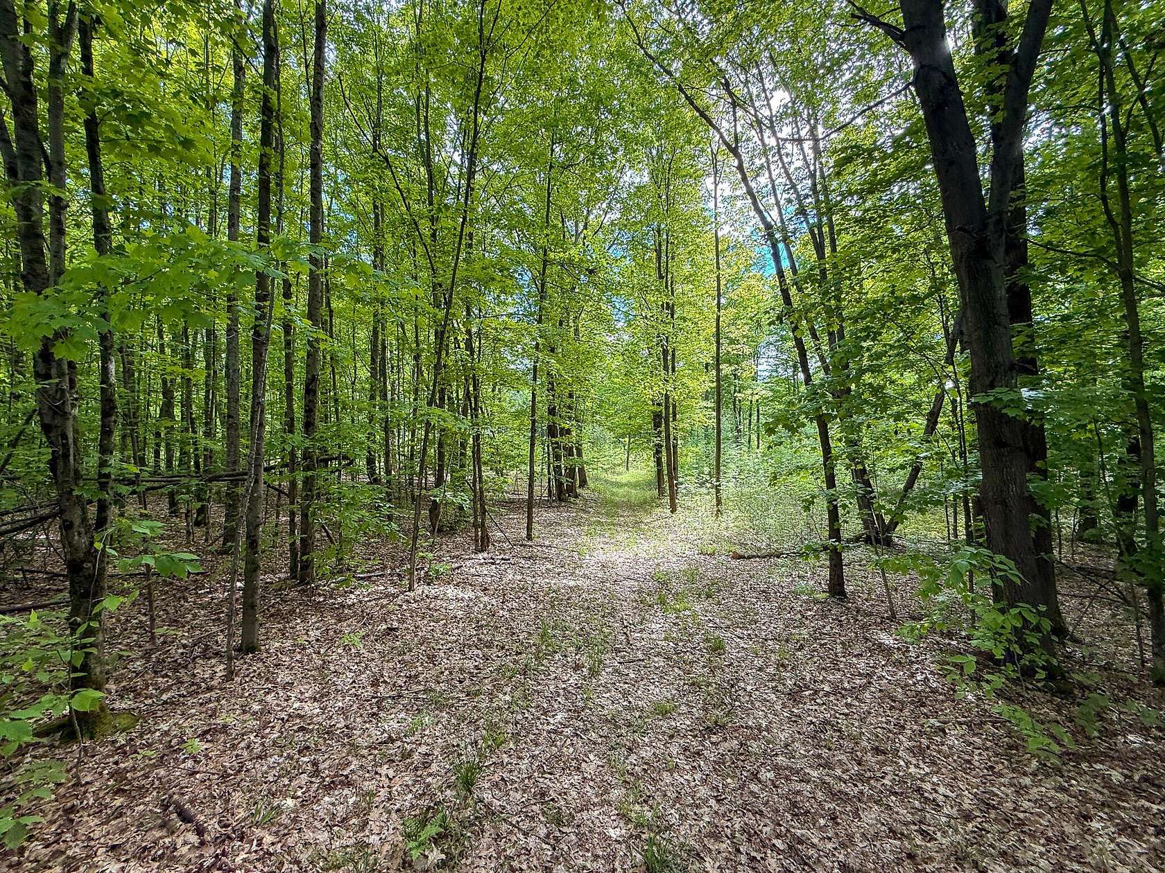 77.2 Acres of Recreational Land for Sale in Reed City, Michigan