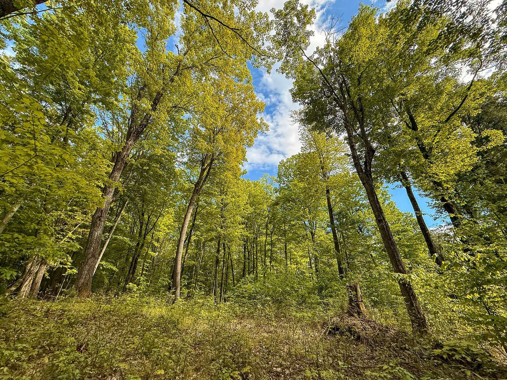 77.2 Acres of Recreational Land for Sale in Reed City, Michigan