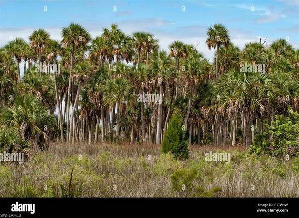 2.25 Acres of Land for Sale in Naples, Florida