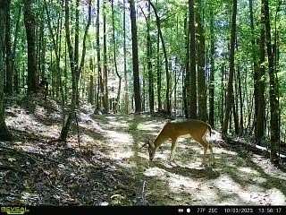 20.2 Acres of Land for Sale in Jasper, Georgia