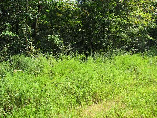 5.8 Acres of Land for Sale in Waverly, Tennessee