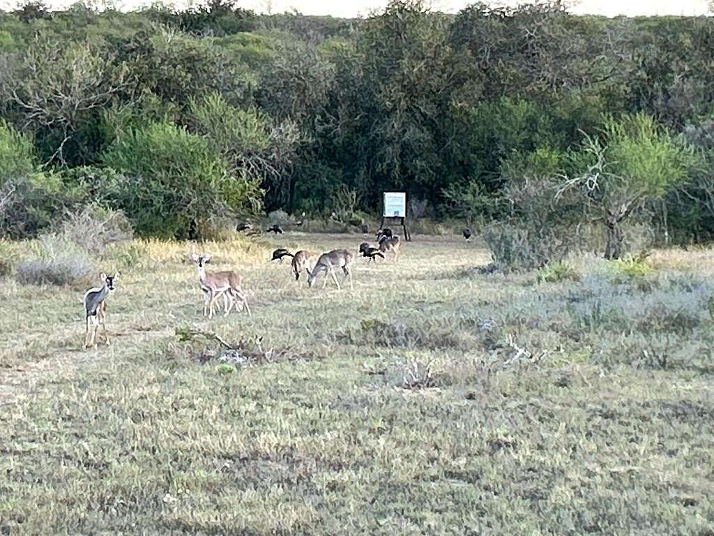 79.9 Acres of Recreational Land for Sale in Kenedy, Texas