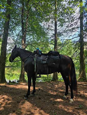 5.9 Acres of Agricultural Land for Sale in Golconda, Illinois