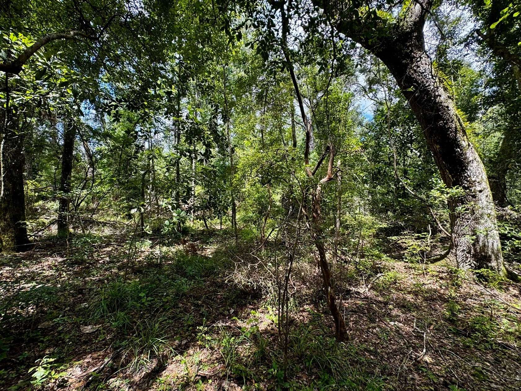 30.4 Acres of Recreational Land for Sale in Greenville, Florida