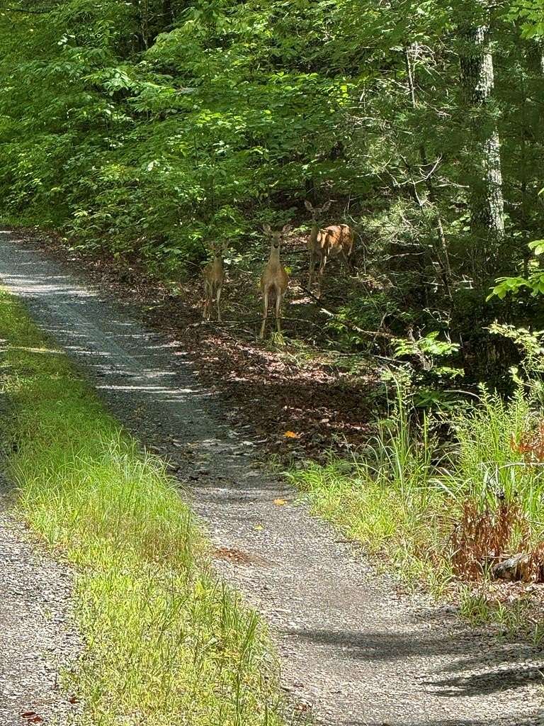 1.86 Acres of Residential Land for Sale in Murphy, North Carolina