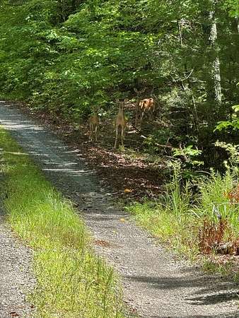 1.86 Acres of Residential Land for Sale in Murphy, North Carolina