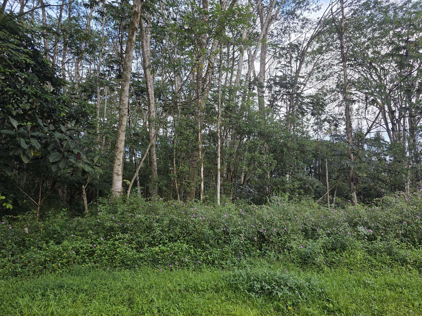 0.2 Acres of Residential Land for Sale in Pahoa, Hawaii