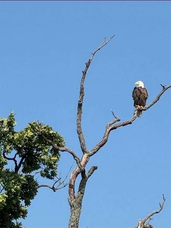 36.4 Acres of Land for Sale in Yantis, Texas