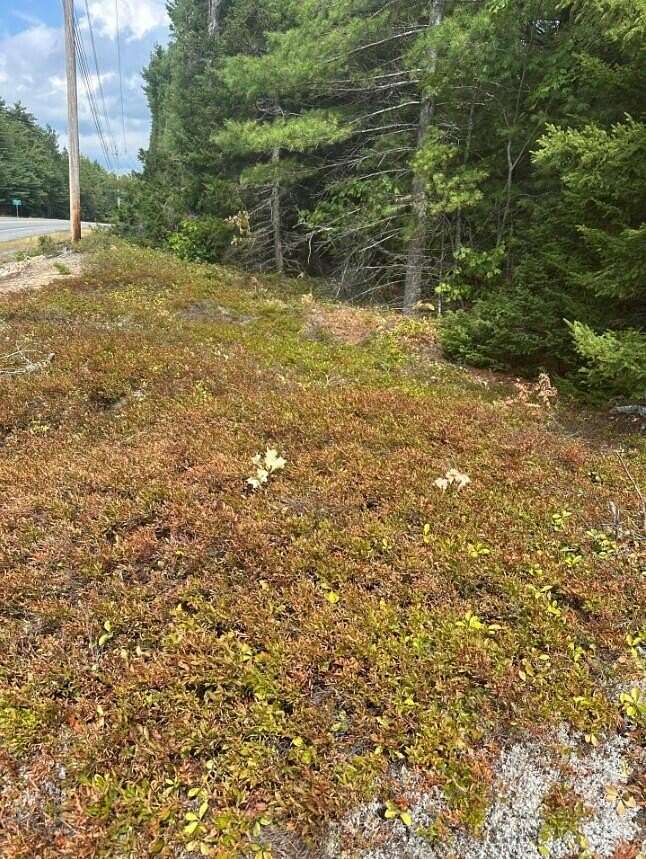 44 Acres of Recreational Land for Sale in Gouldsboro, Maine