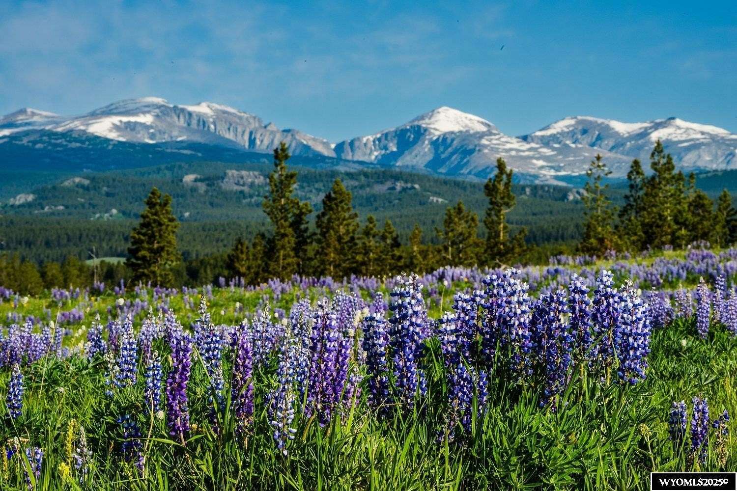 121 Acres of Land for Sale in Buffalo, Wyoming