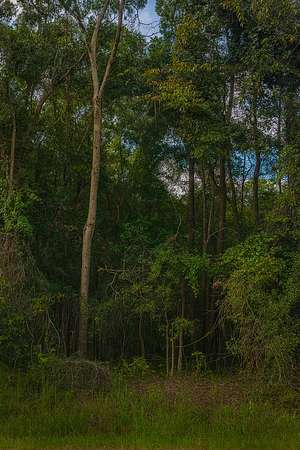 3 Acres of Land for Sale in Old Town, Florida