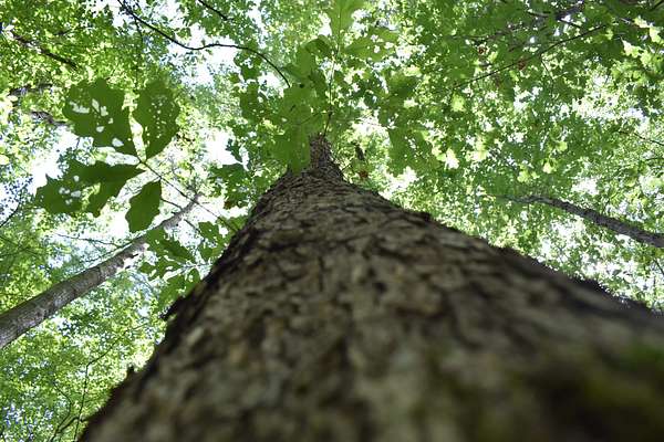 6.67 Acres of Land for Sale in Many, Louisiana