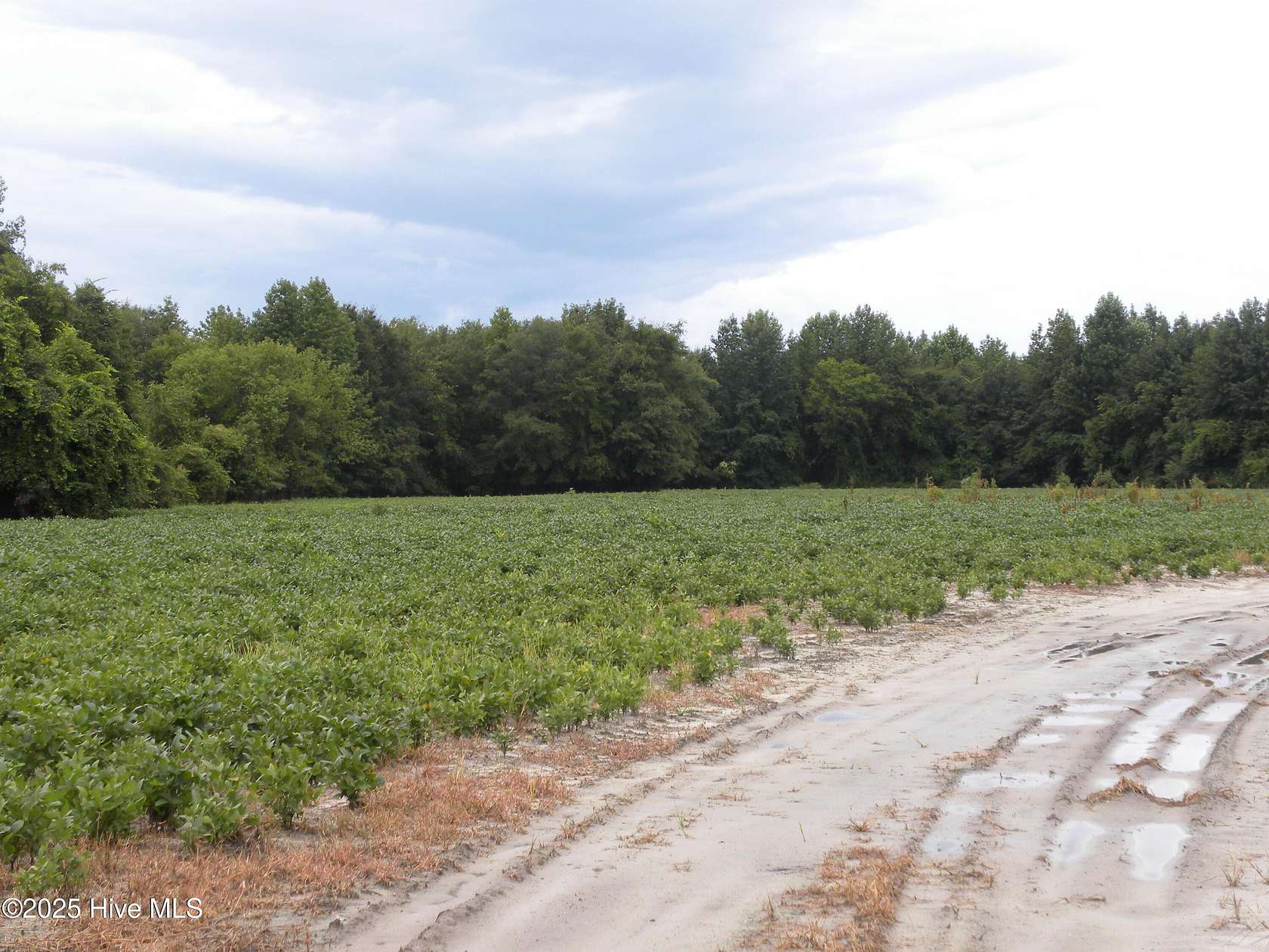 180 Acres of Recreational Land for Sale in Greenville, North Carolina