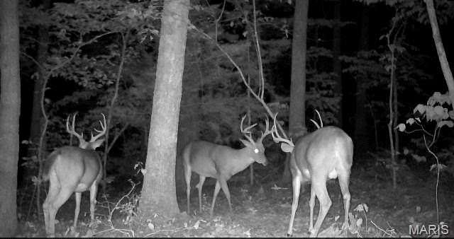 36 Acres of Land for Sale in Rosebud, Missouri