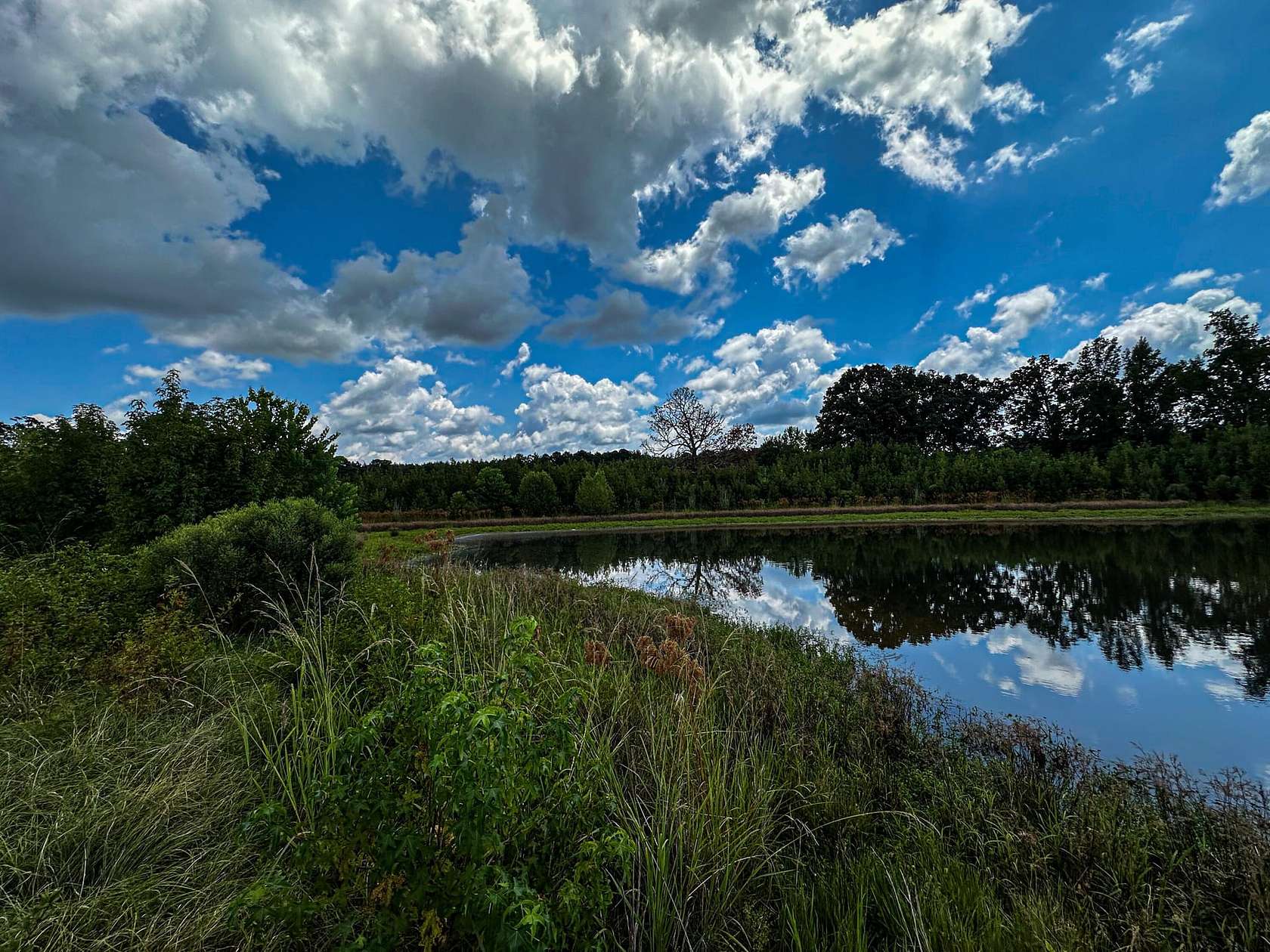 50.5 Acres of Land for Sale in Cedar Bluff, Mississippi