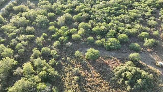 10 Acres of Residential Land for Sale in Normanna, Texas