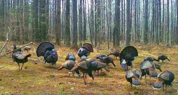 262 Acres of Land for Sale in Ashland, Mississippi