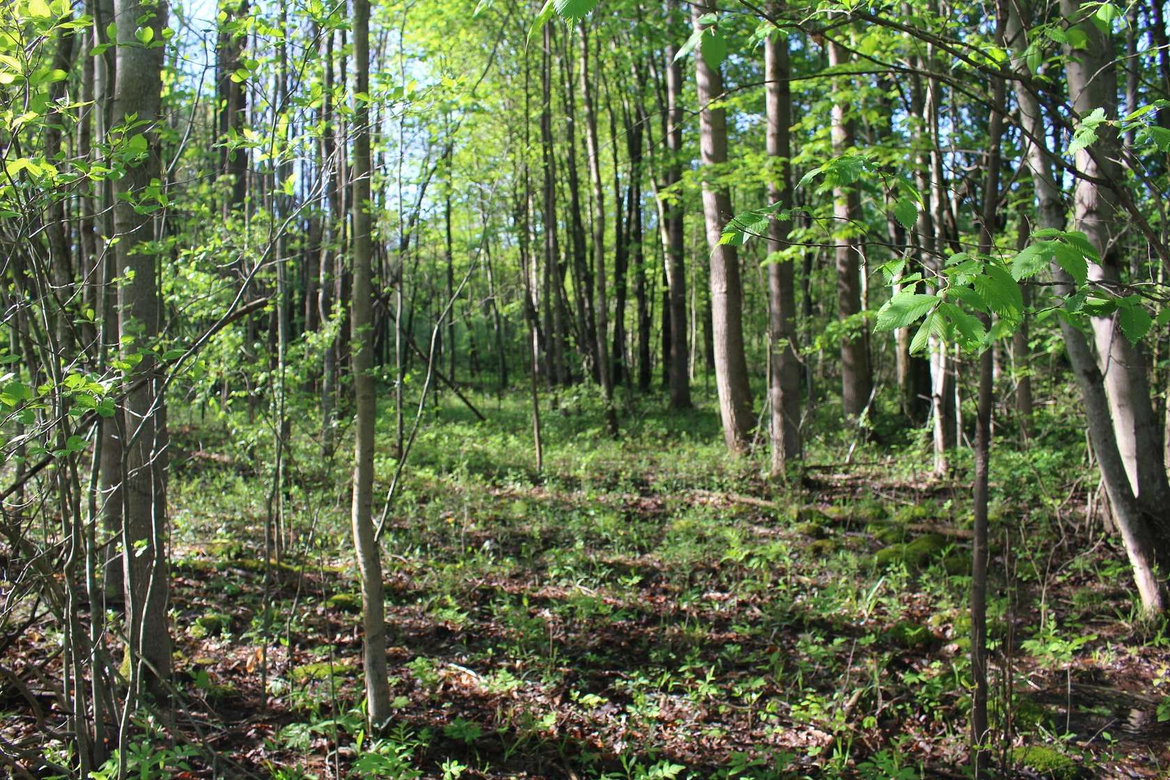 9.85 Acres of Land for Sale in Allegan, Michigan