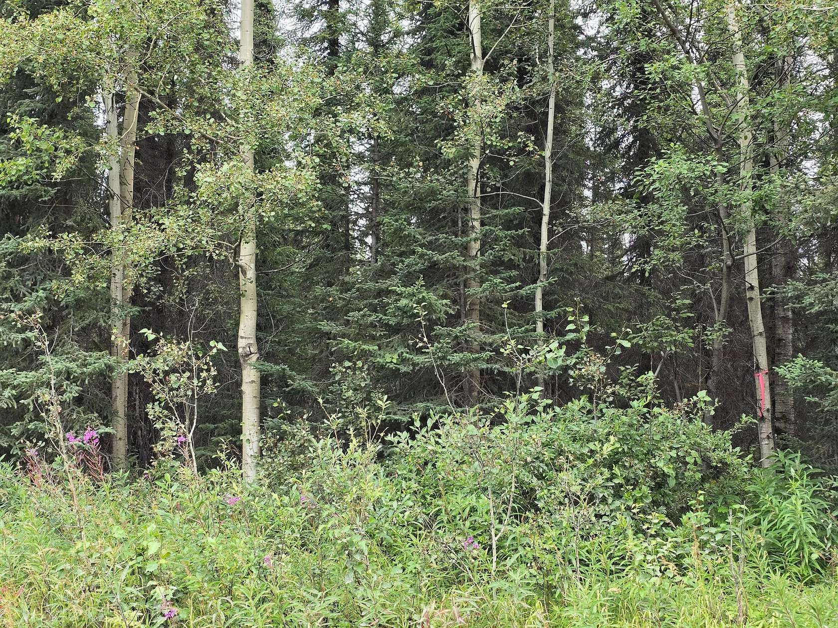 1 Acre of Residential Land for Sale in Soldotna, Alaska