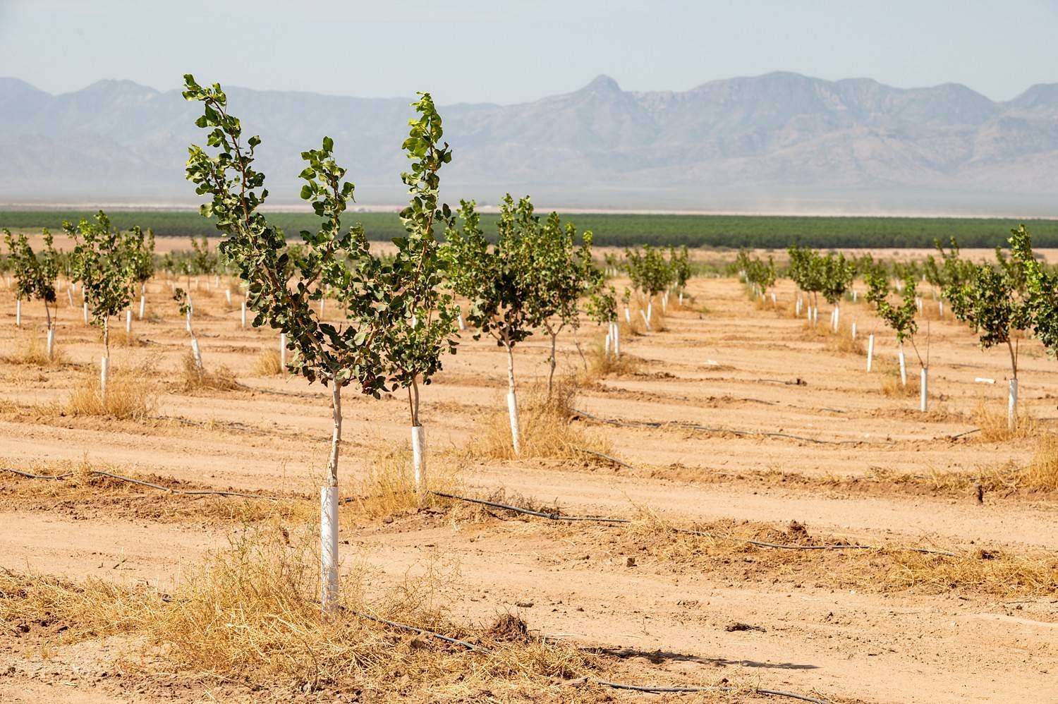 160 Acres of Agricultural Land for Sale in San Simon, Arizona