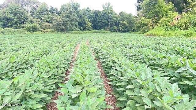34.7 Acres of Agricultural Land for Sale in Denmark, Tennessee