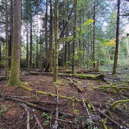 7.6 Acres of Land for Sale in Naselle, Washington
