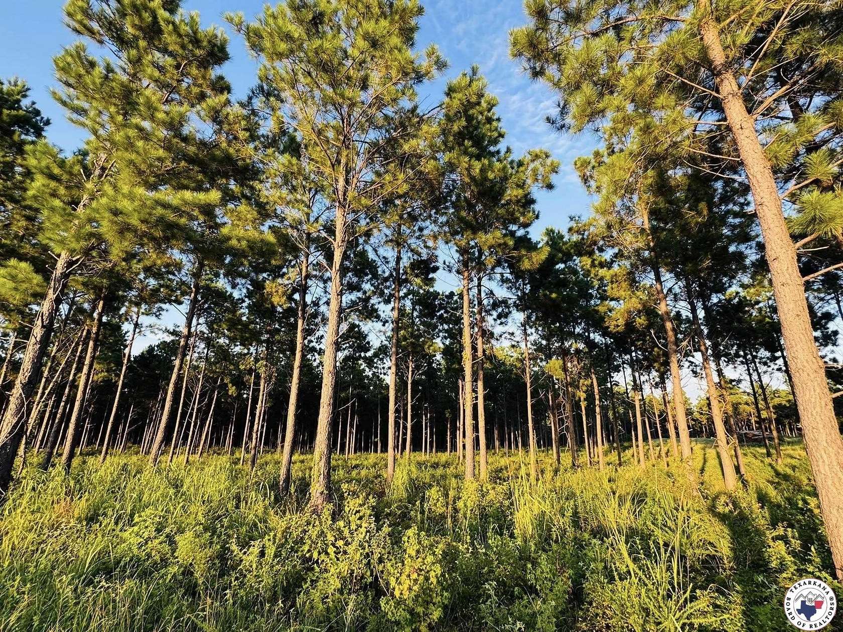 52 Acres of Recreational Land for Sale in Queen City, Texas