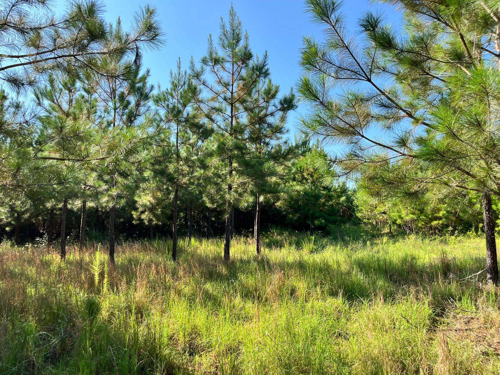 85 Acres of Land for Sale in Greenwood, South Carolina