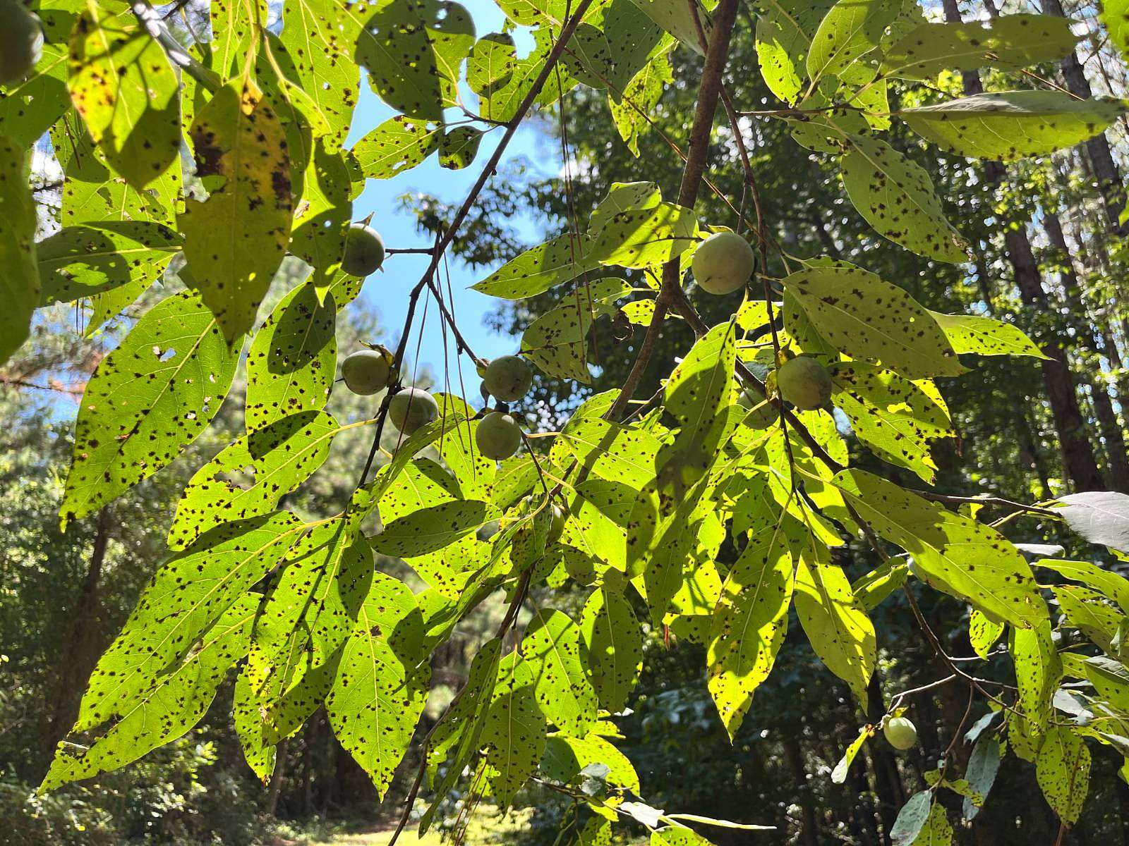 80 Acres of Recreational Land & Farm for Sale in Troy, South Carolina