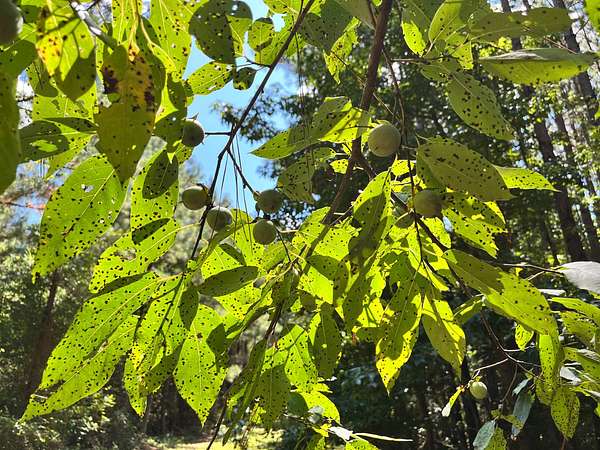 80 Acres of Recreational Land & Farm for Sale in Troy, South Carolina