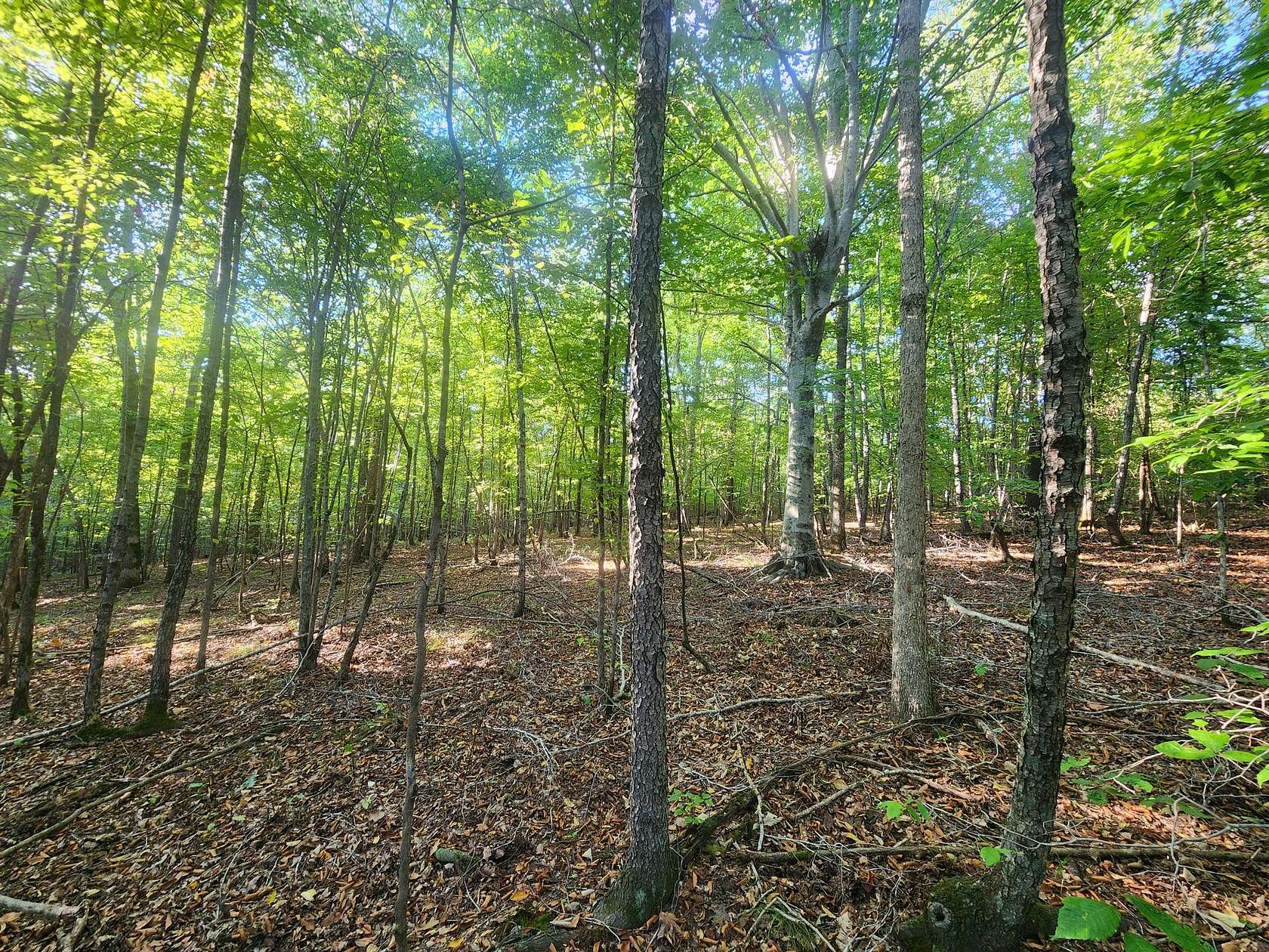 40 Acres of Recreational Land for Sale in Lawrenceburg, Tennessee