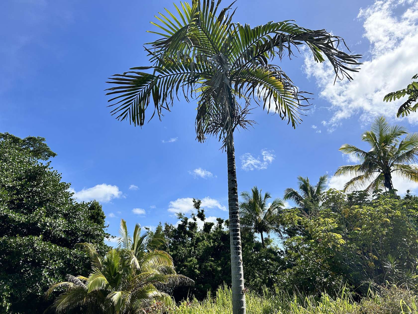 0.28 Acres of Residential Land for Sale in Pahoa, Hawaii