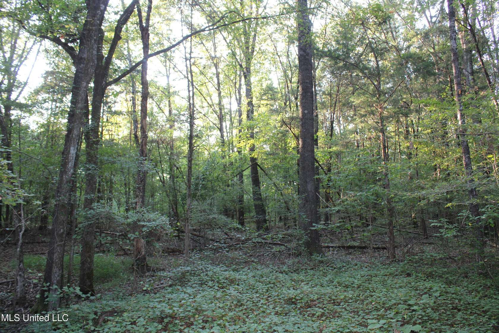 15.8 Acres of Recreational Land for Sale in Byhalia, Mississippi