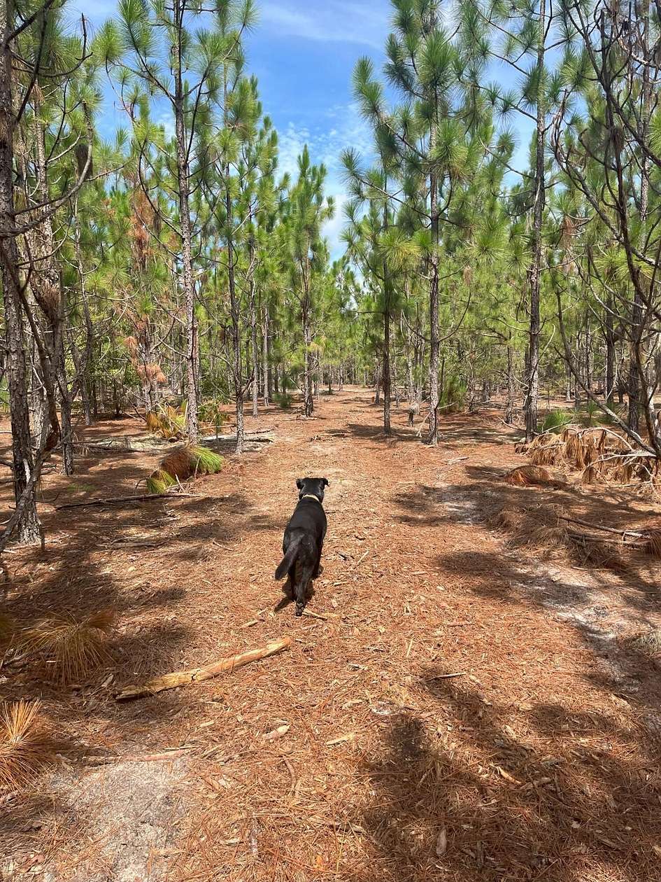 8 Acres of Residential Land for Sale in Kershaw, South Carolina