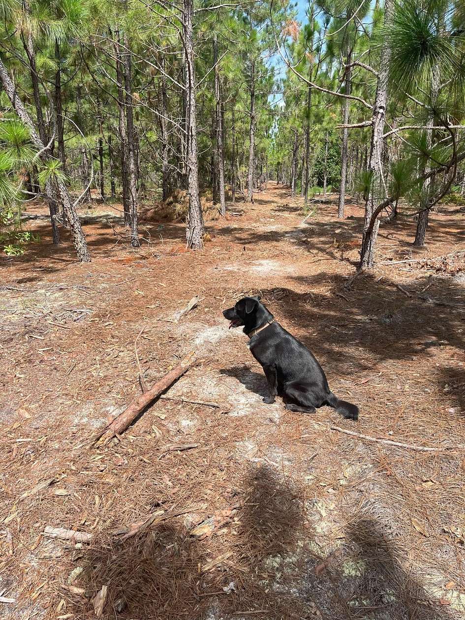 27.5 Acres of Land for Sale in Kershaw, South Carolina