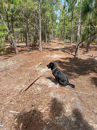 27.5 Acres of Land for Sale in Kershaw, South Carolina