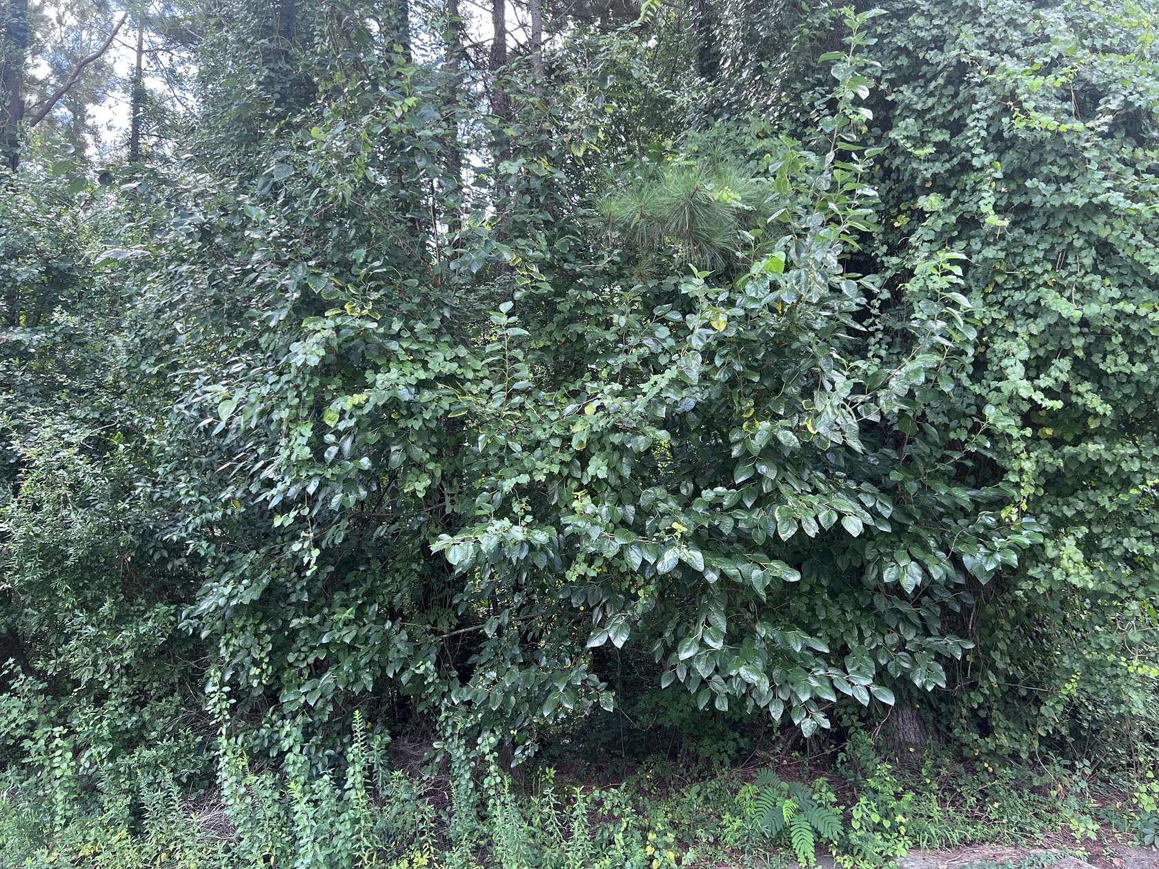 1.84 Acres of Land for Sale in Dalzell, South Carolina