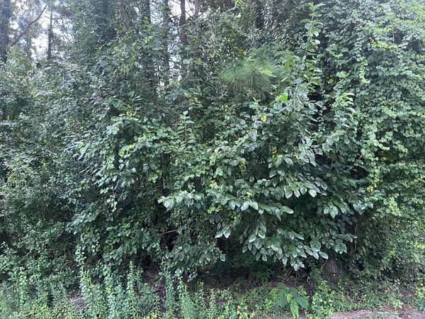 1.84 Acres of Land for Sale in Dalzell, South Carolina