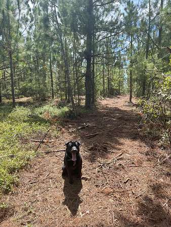 9 Acres of Residential Land for Sale in Kershaw, South Carolina